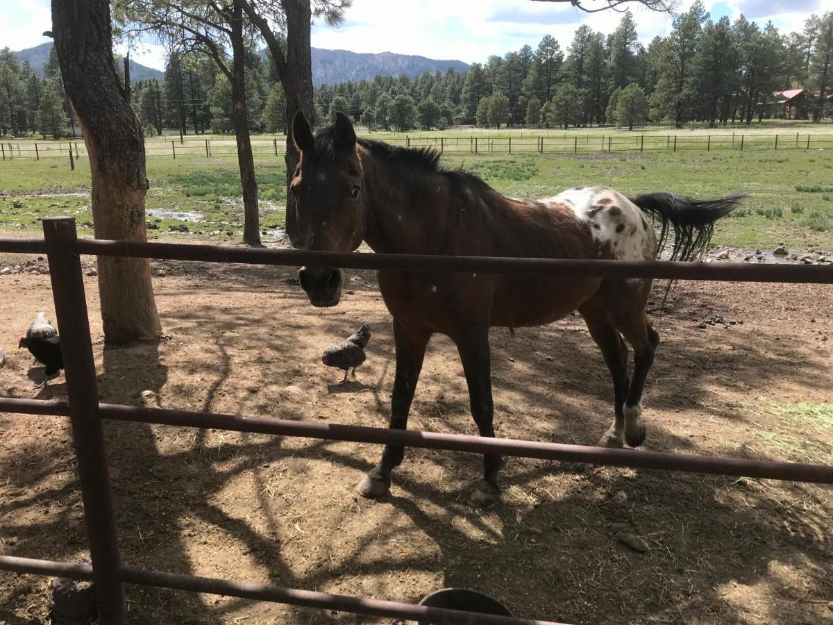 Grand Canyon Cottage At Historic Wrigley Ranch With Horseback Riding & Shooting Parks Εξωτερικό φωτογραφία